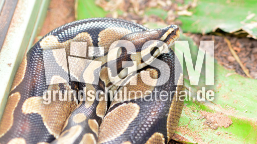 Königspython (8).jpg